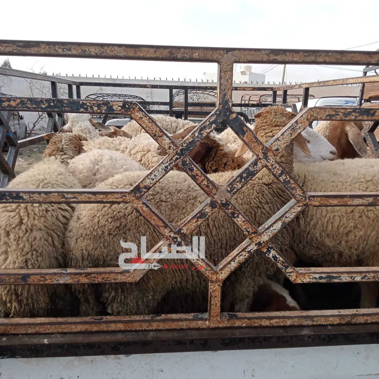 القيروان.. حركية محتشمة بسوق الأضاحي قبل العيد
